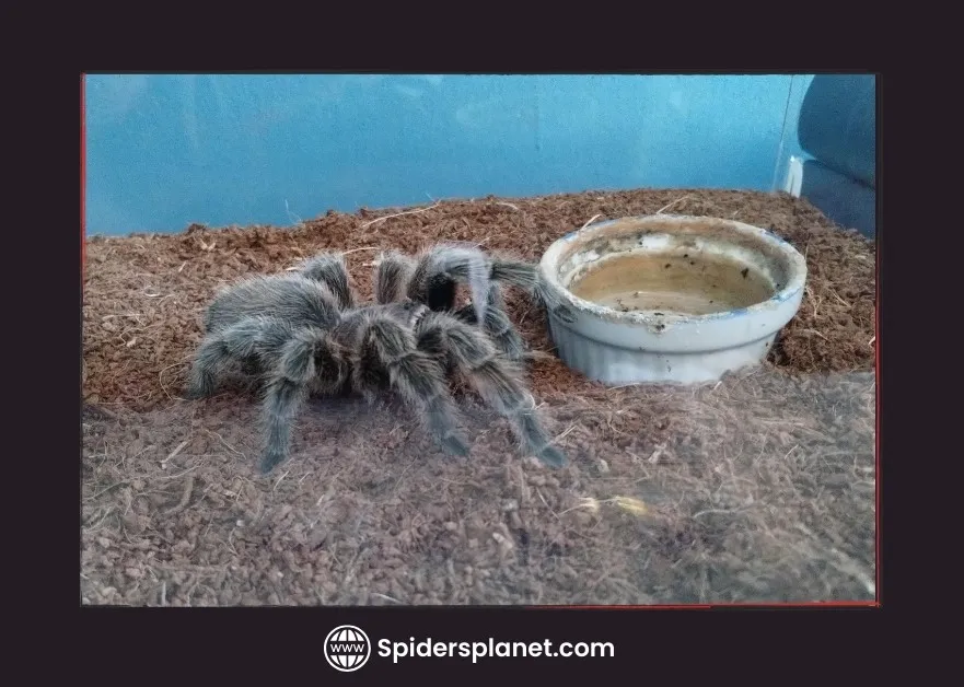 16283 tarantula drinking