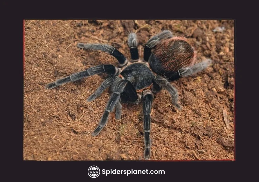 /img/16283-tarantula-molting.webp