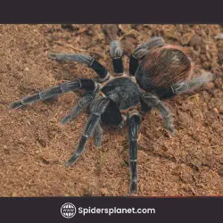 /img/16283-tarantula-molting.webp