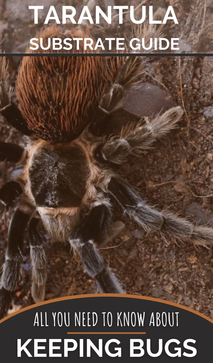 16285 topsoil tarantula