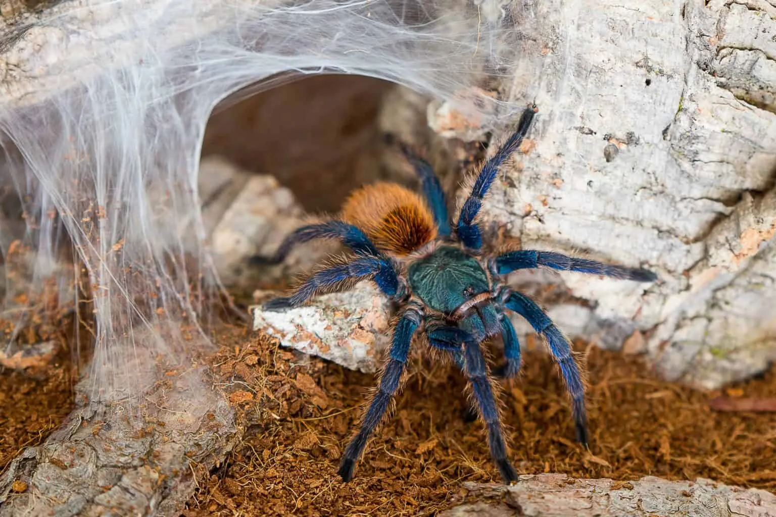 /img/16286-blue-tarantula-breeding.webp