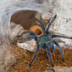 /img/16286-blue-tarantula-breeding.webp
