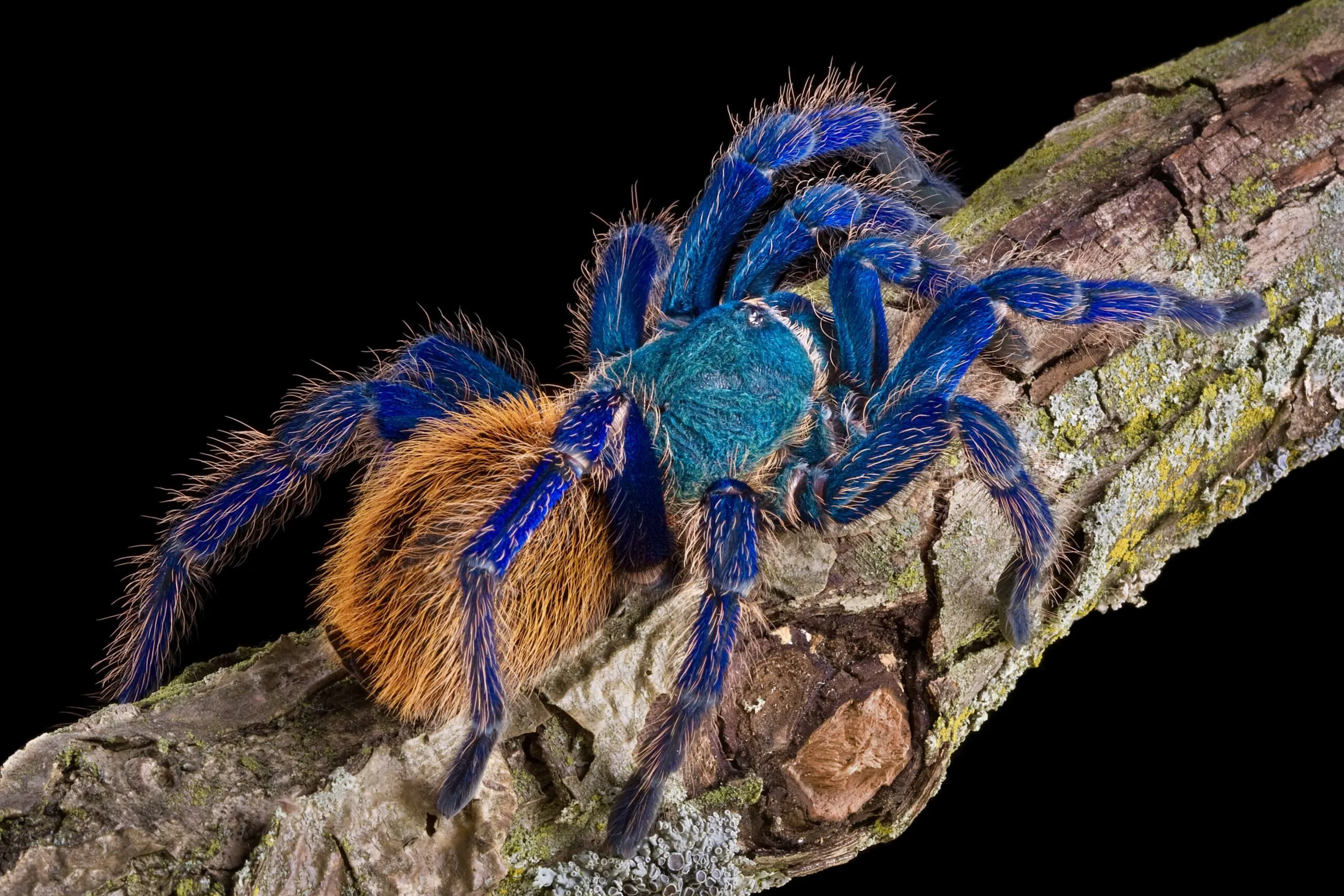 16286 blue tarantula feeding