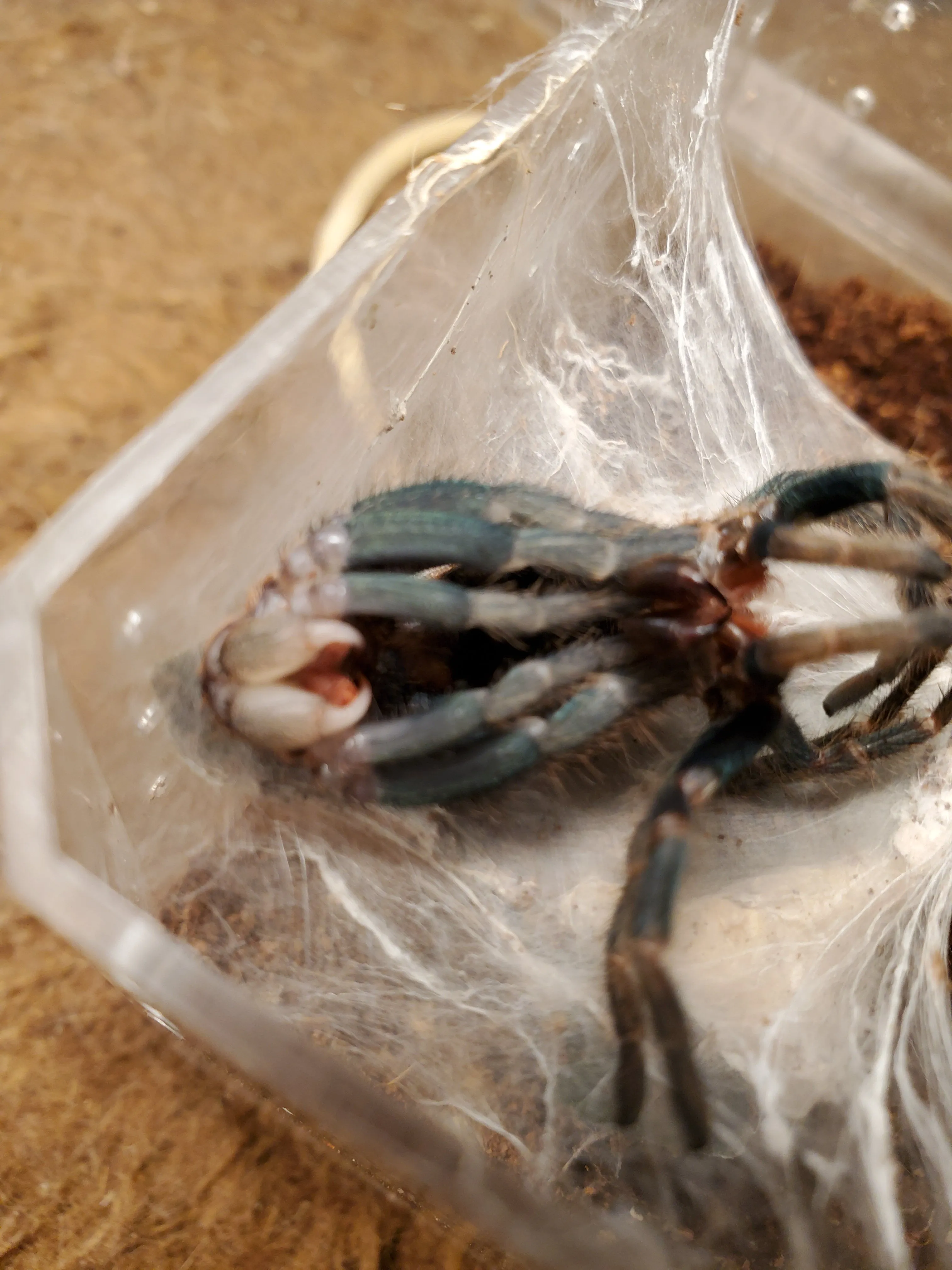 16287 tarantula forum community