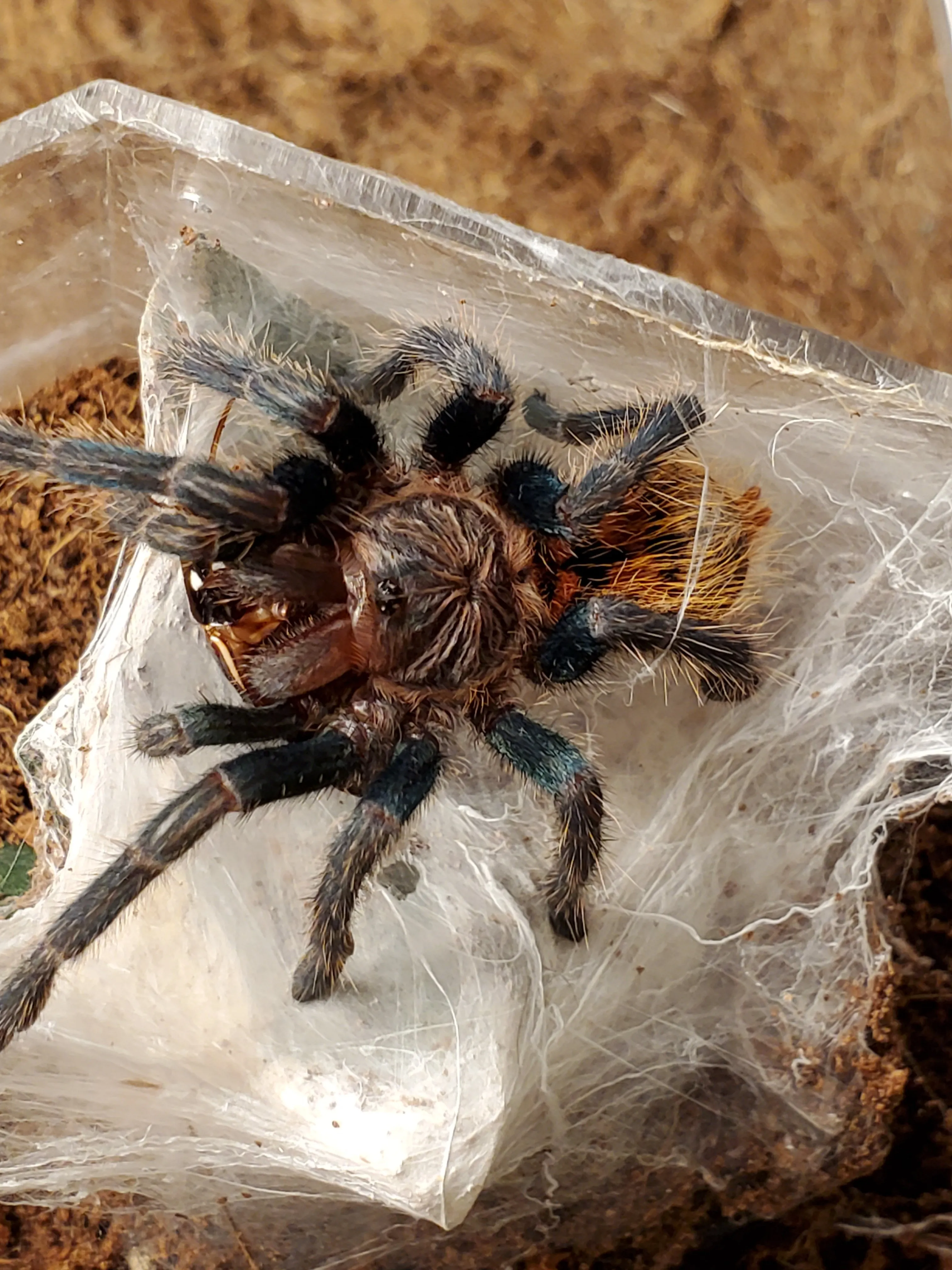 16287 tarantula forum expert