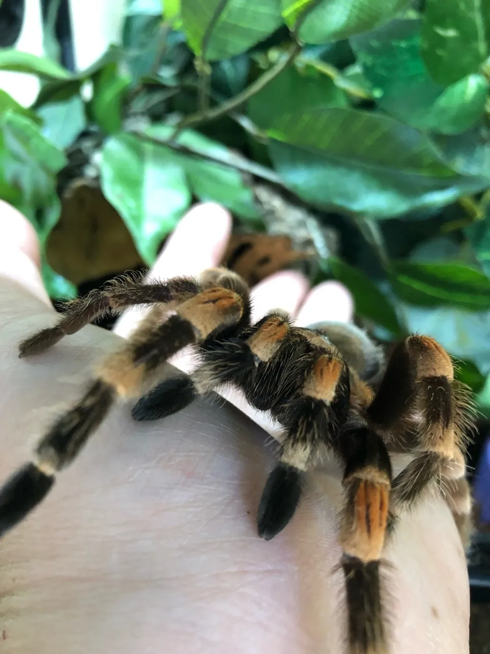 16287 tarantula forum main