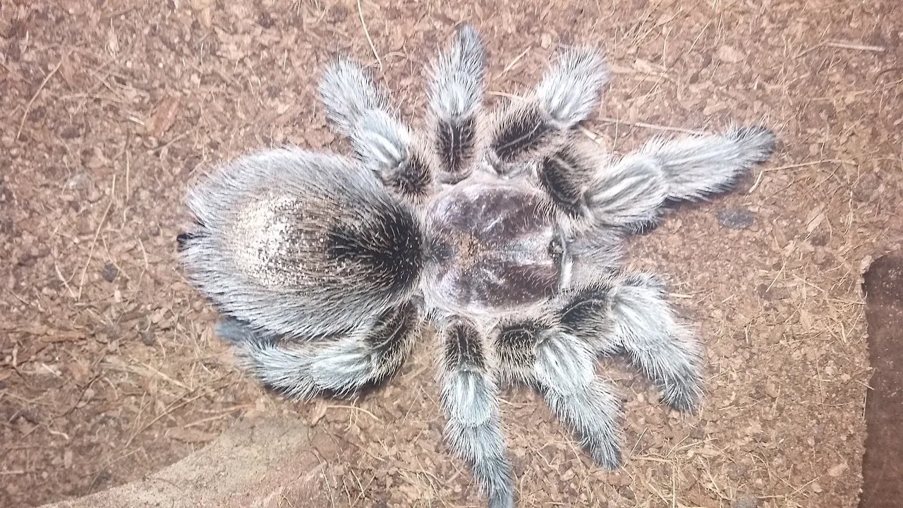 /img/16287-tarantula-forum-species.webp