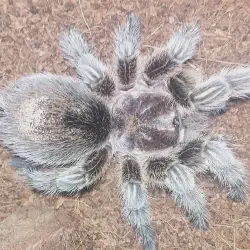 /img/16287-tarantula-forum-species.webp