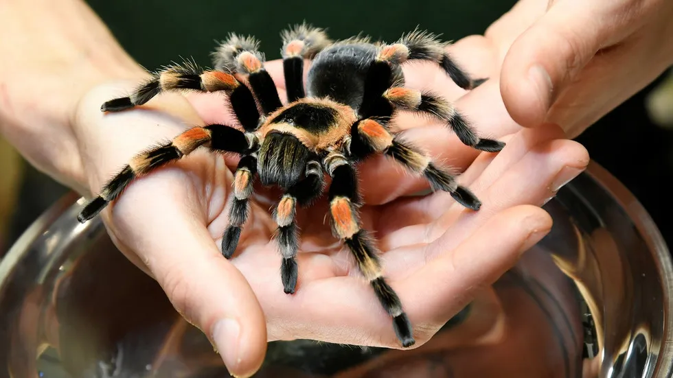 /img/16288-tarantula-bite-symptoms.webp