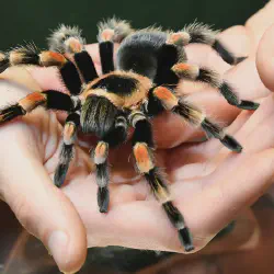 /img/16288-tarantula-bite-symptoms.webp