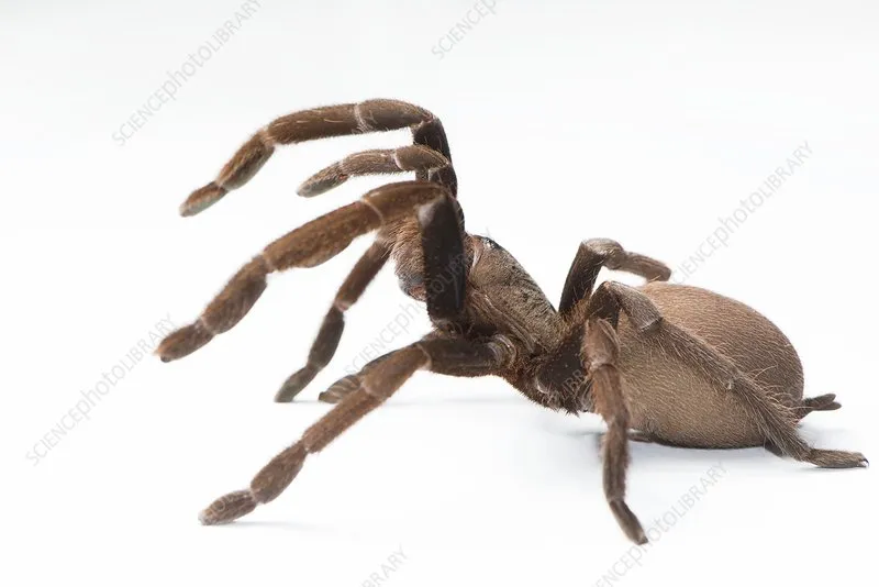 16288 tarantula neurotoxins