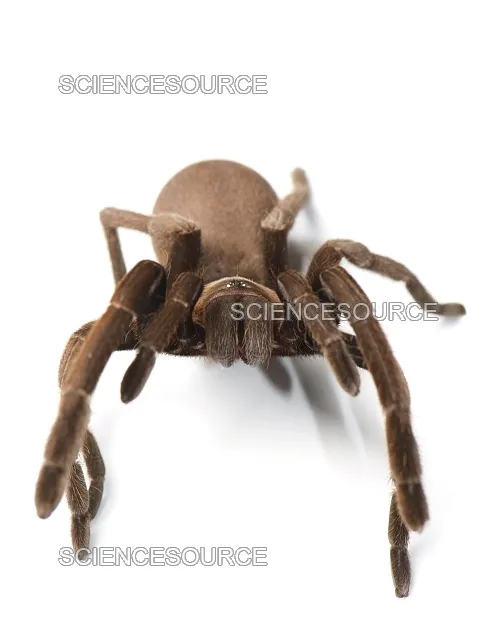 16288 tarantula venom medical