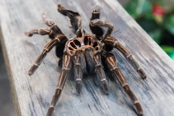 16289 tarantula bad moult overview