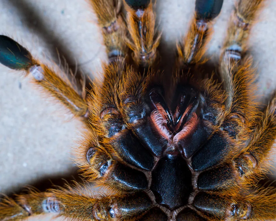 16289 tarantula dehydration