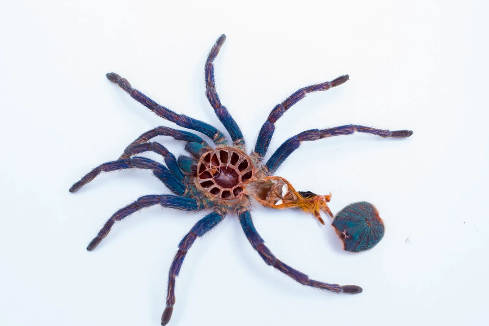 16289 tarantula humidity