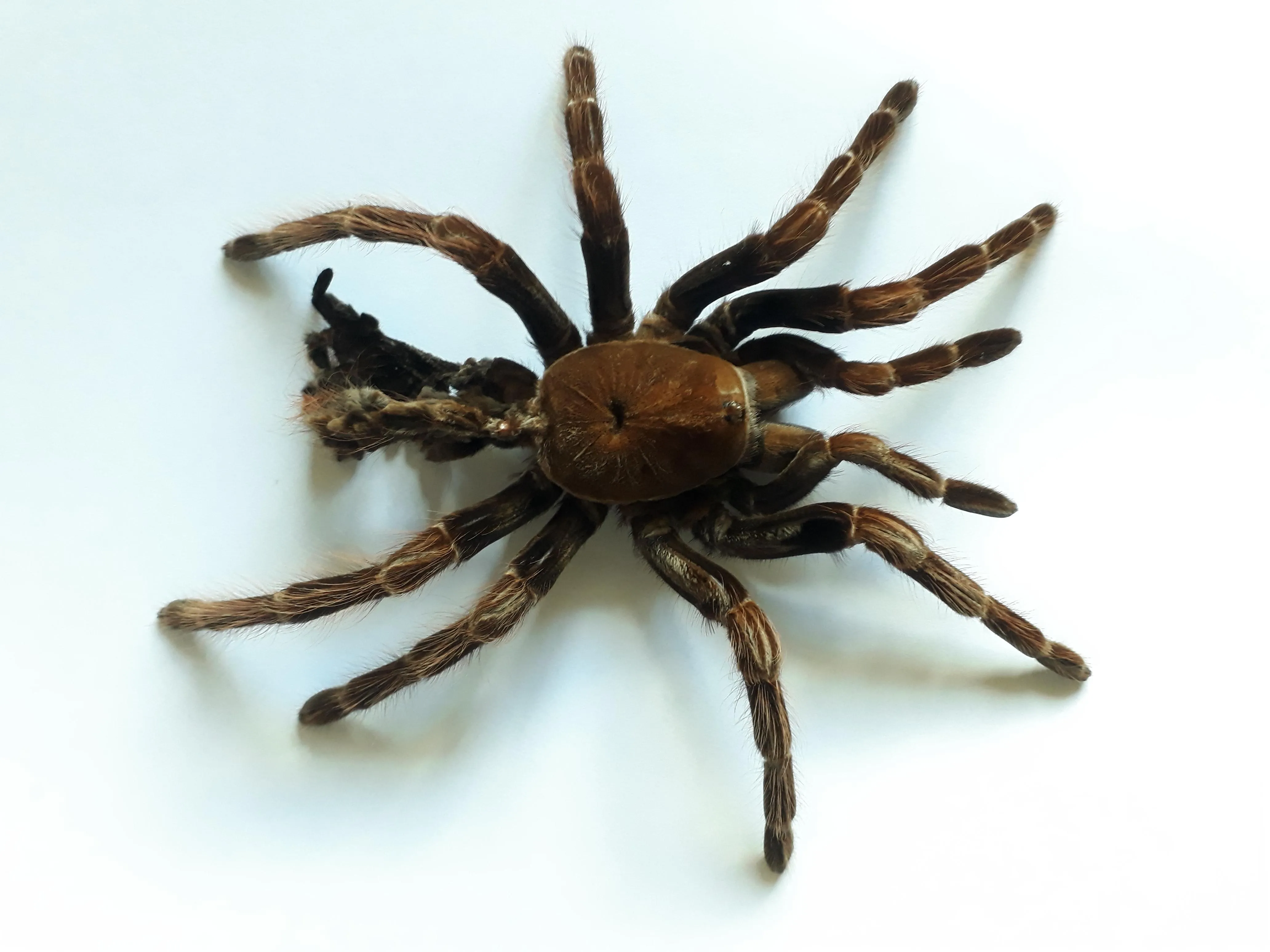 16289 tarantula moult assistance