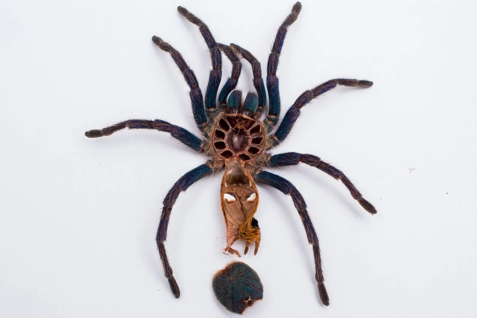 16289 tarantula retained exuvium