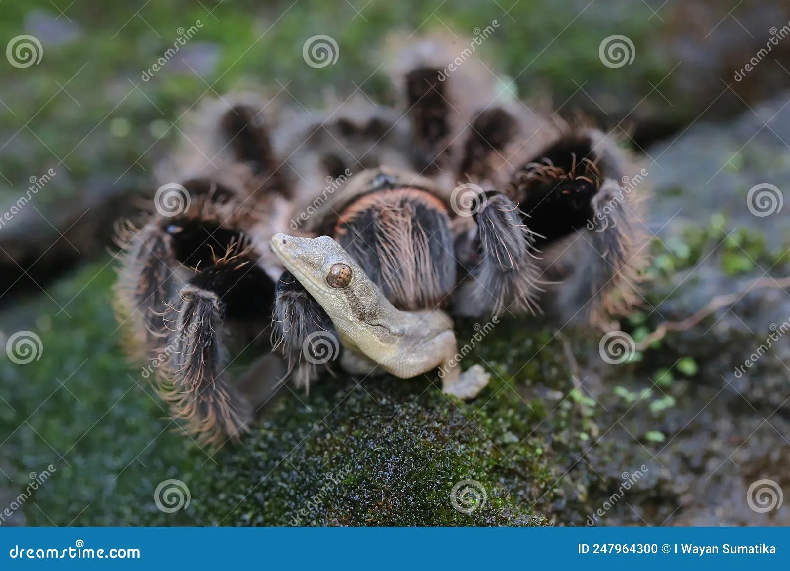 /img/16292-tarantula-health.webp