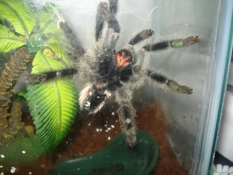 16292 tarantula molting