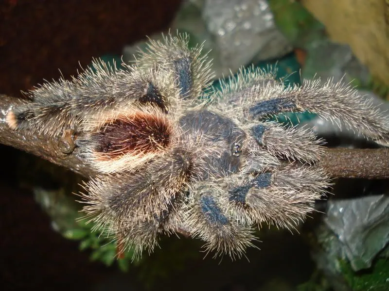 16292 tarantula prey