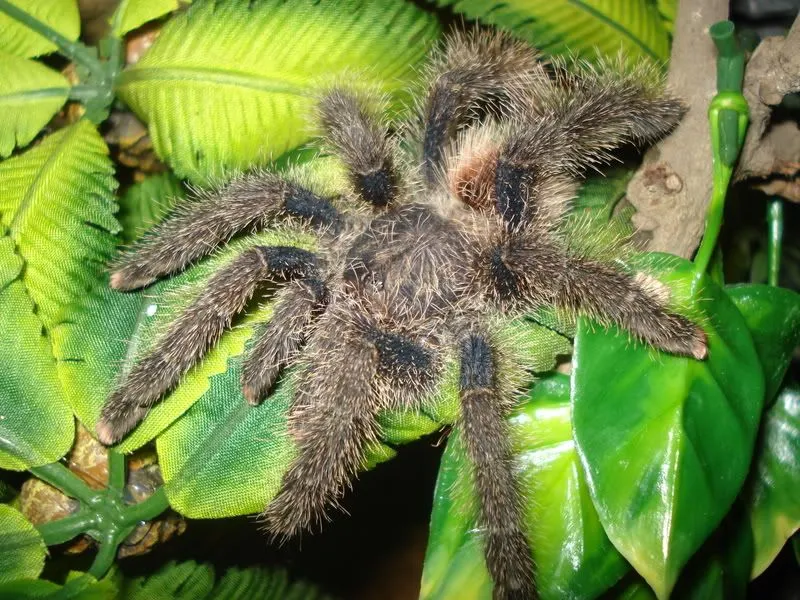 16292 tarantula stress