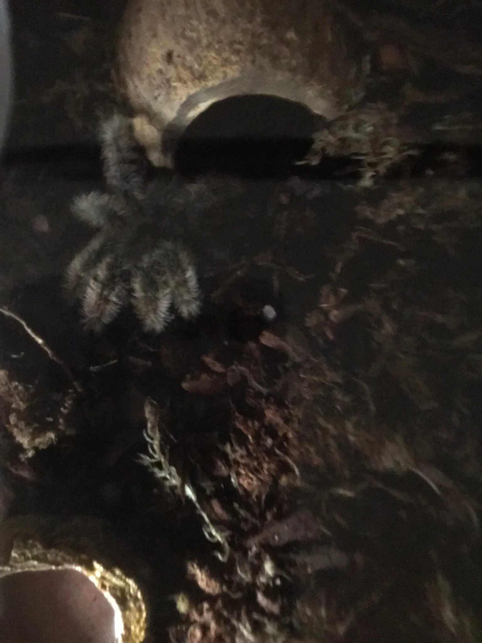 16293 tarantula care