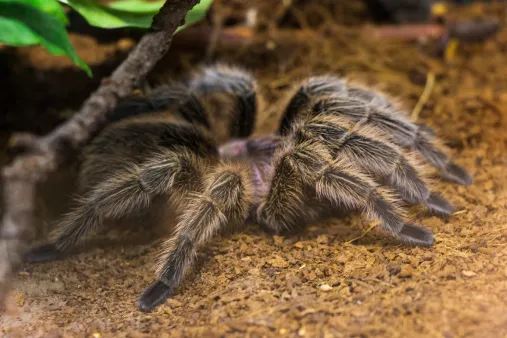 16294 healthy tarantula