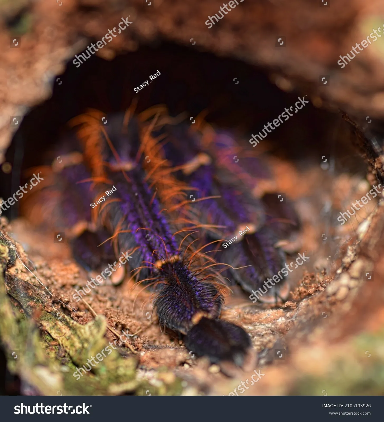 16294 stressed tarantula