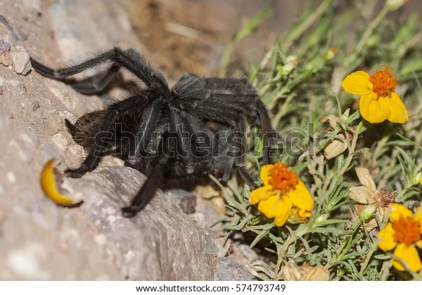 16294 tarantula feeding