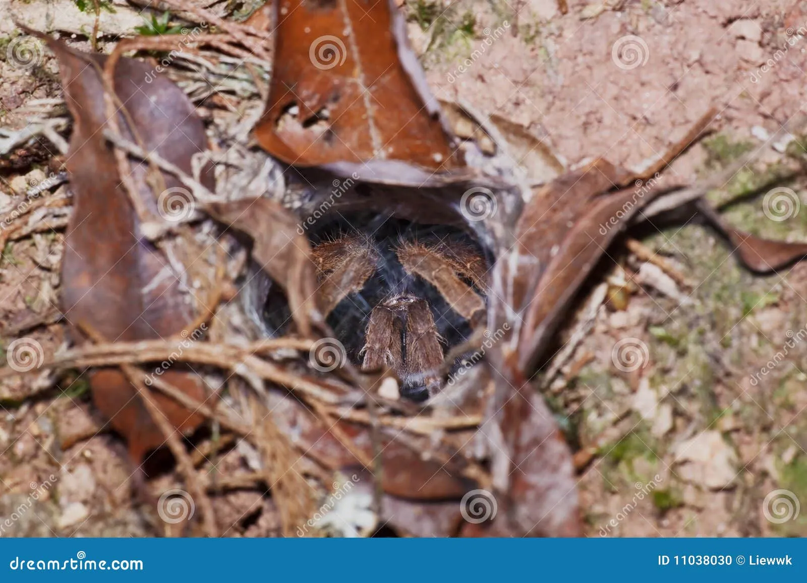 /img/16294-tarantula-happy.webp