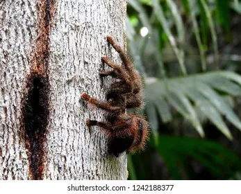 16294 tarantula humidity