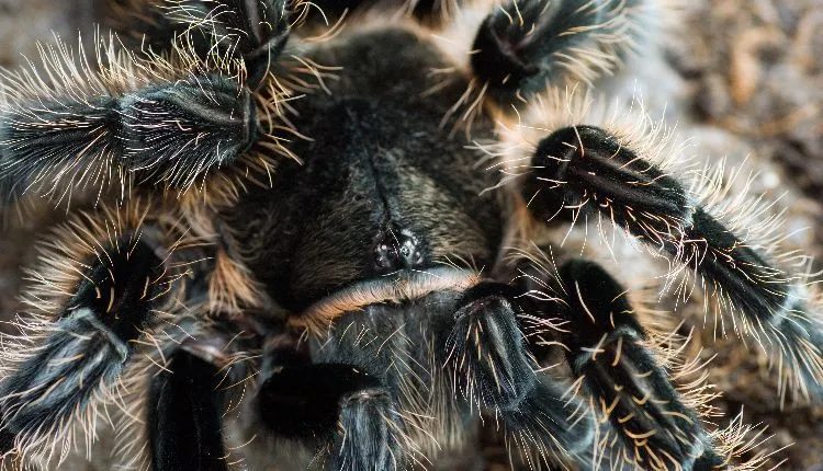 16295 tarantula feeding