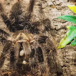 /img/16295-tarantula-stressed.webp