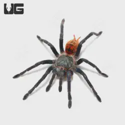 /img/16296-tarantula-prevention.webp