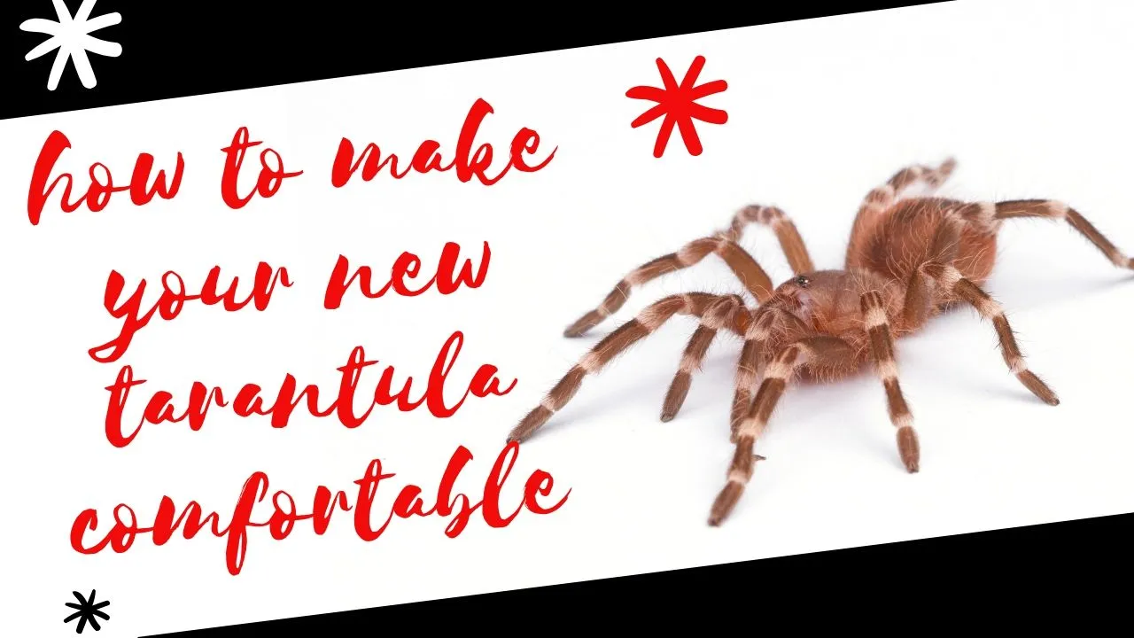 16297 tarantula eating