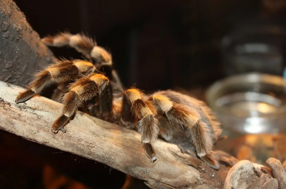 16297 tarantula molting