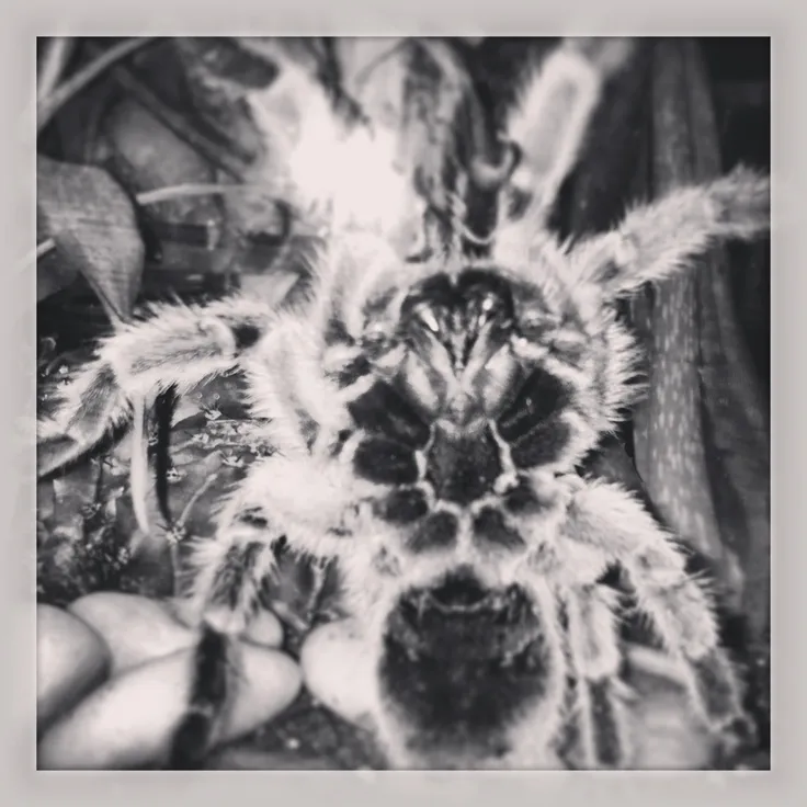 16299 chilean rose tarantula burrowing