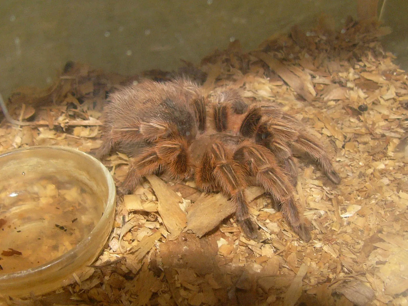 16299 chilean rose tarantula hiding places