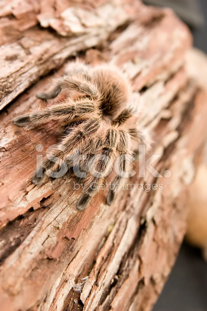 16299 chilean rose tarantula substrate