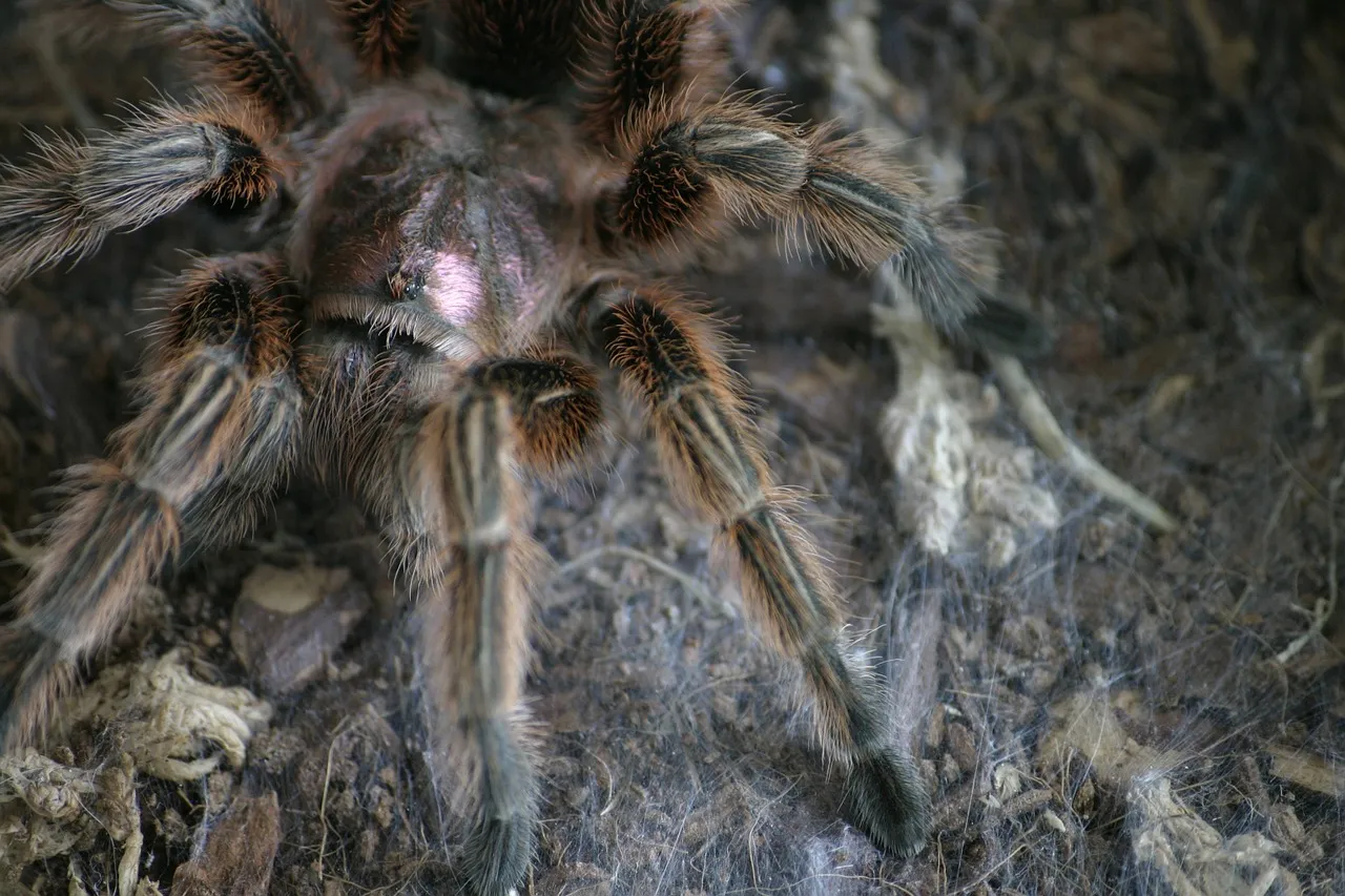 /img/16299-chilean-rose-tarantula-ventilation.webp