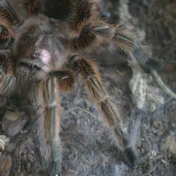 /img/16299-chilean-rose-tarantula-ventilation.webp