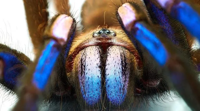 16300 blue tarantula burrow