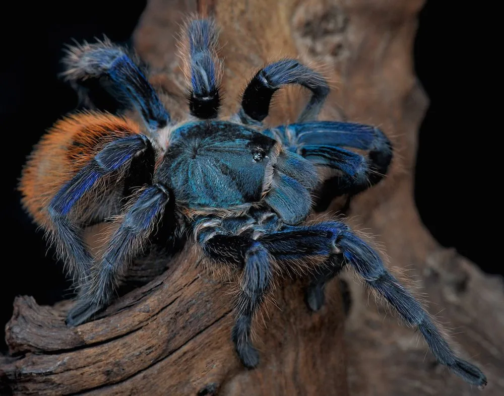 16300 blue tarantula conservation