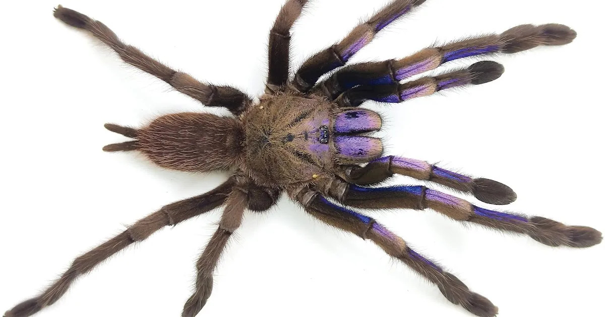 /img/16300-blue-tarantula-venom.webp