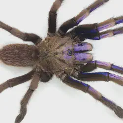 /img/16300-blue-tarantula-venom.webp