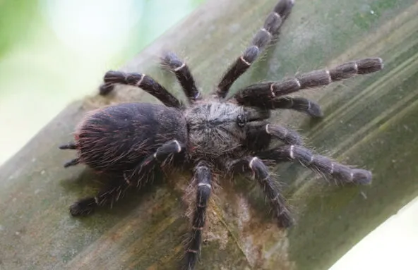 16303 bamboo island tarantula conservation