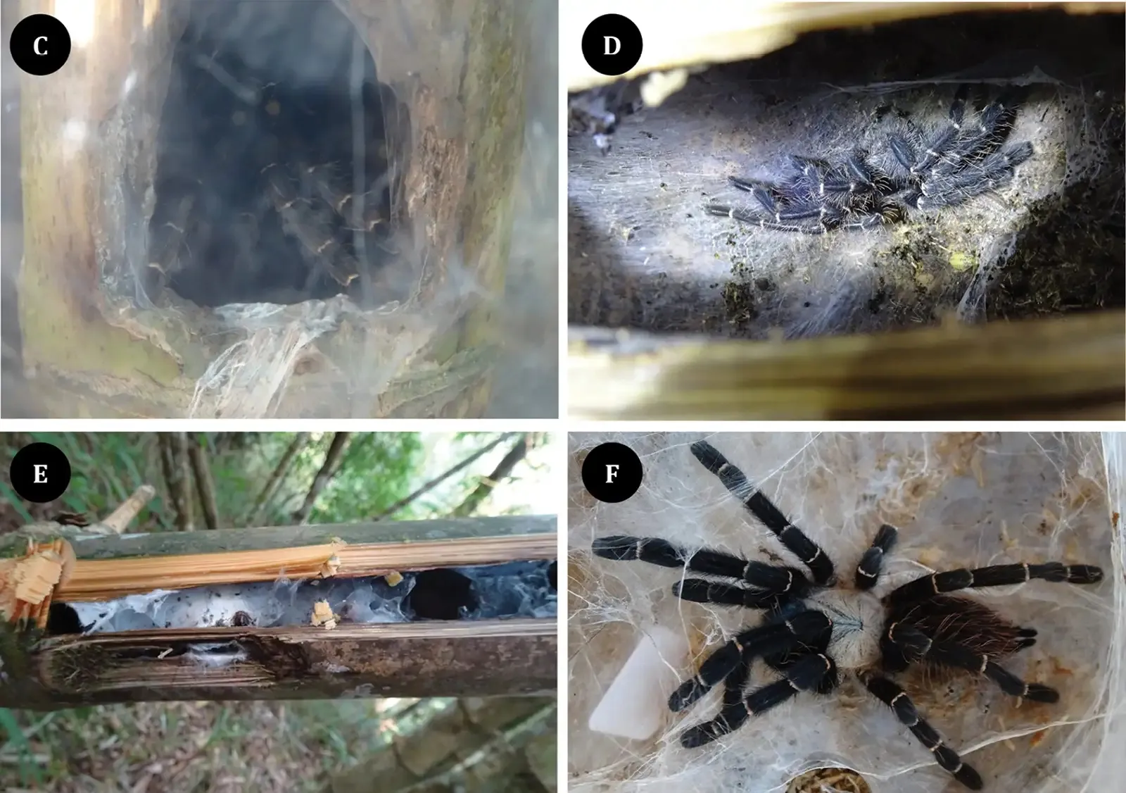 16303 bamboo island tarantula hunting