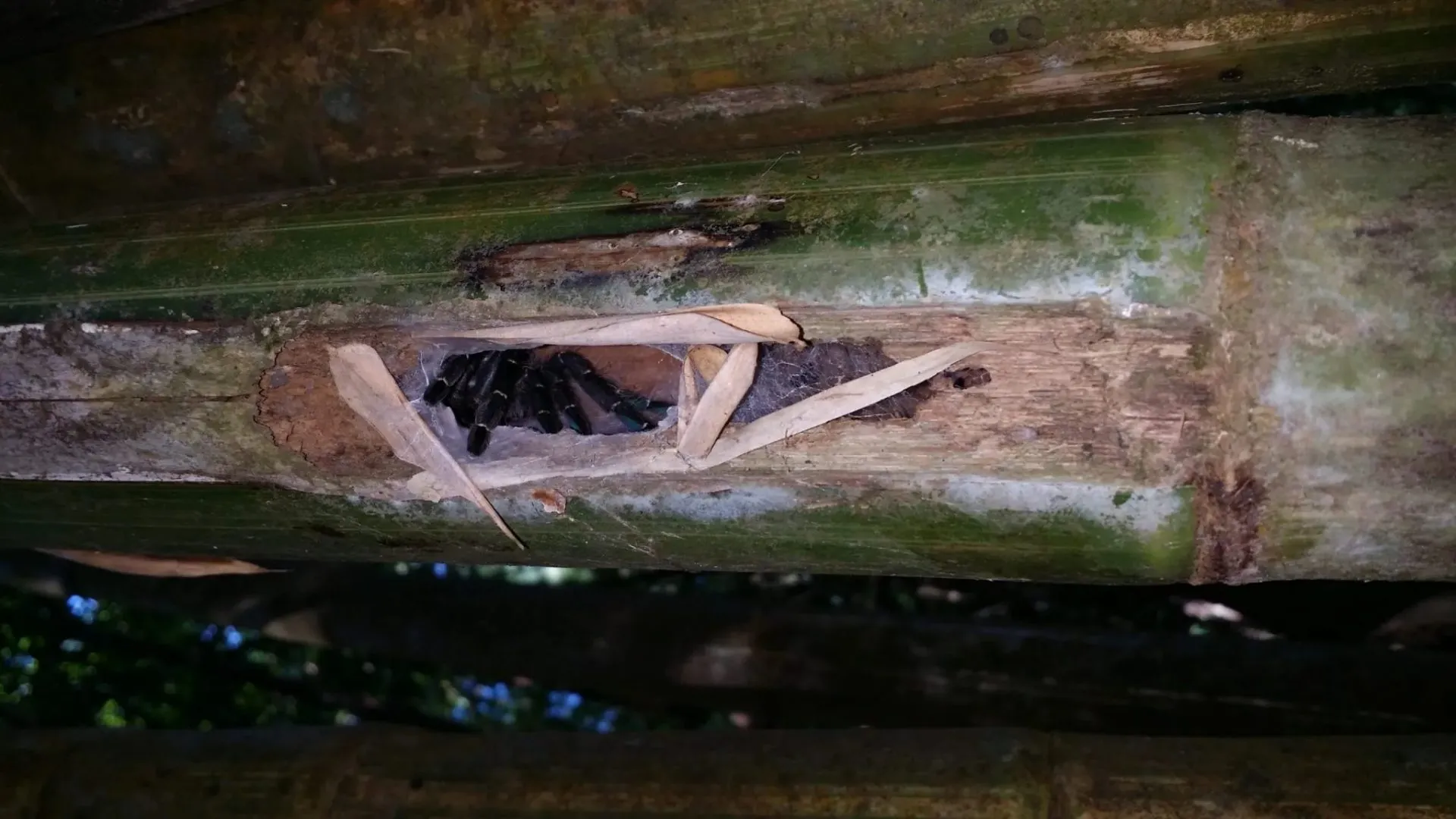 16303 tarantula mating bamboo island