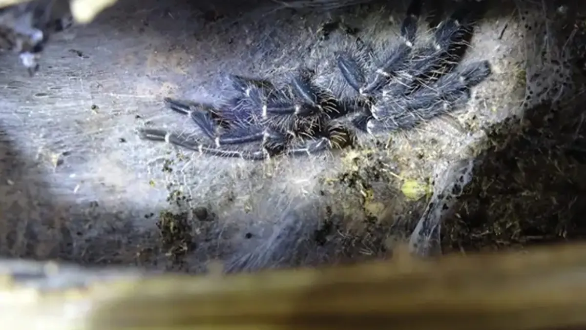 16303 tarantula on bamboo island species