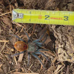 /img/16304-blue-tarantula-sling-breeding.webp